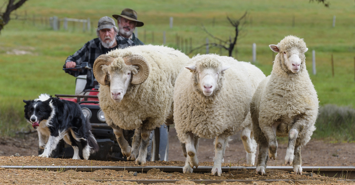 RAMS Shepherds Film Tourism to Mount Barker Screenwest